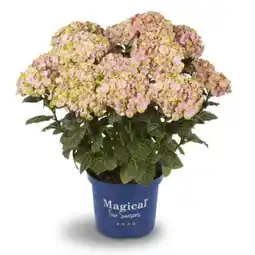 toom Baumarkt Toom Hortensie Magical Collection Angebot