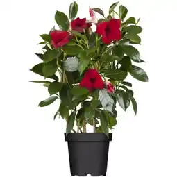 toom Baumarkt Toom Dipladenie Río Sundeville Angebot
