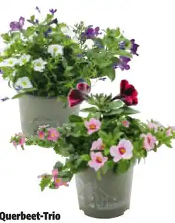 Hagebau Querbeet-Trio Angebot