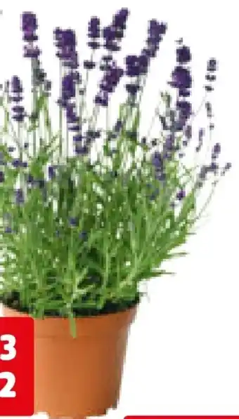 Hagebau Lavendel Lavandula Angustifolia Angebot