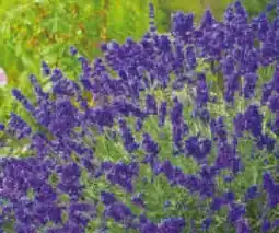 Hagebau Lavandula Angustifolia Essence Purple Angebot