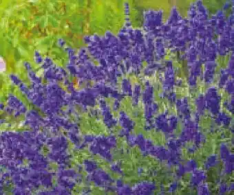 Hagebau Lavandula Angustifolia Essence Purple Angebot