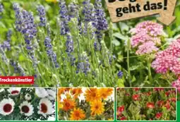 Hagebau Stauden Angebot