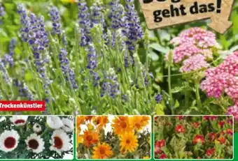 Hagebau Stauden Angebot