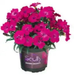 Hagebau Gartennelke Scully Angebot