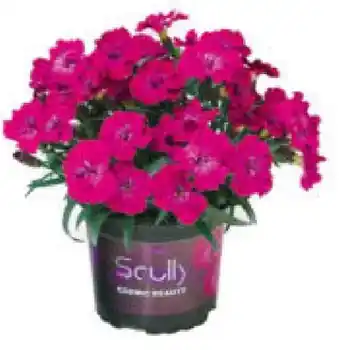 Hagebau Gartennelke Scully Angebot