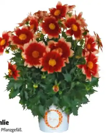Hagebau Dahlien Angebot