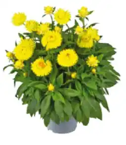 Hagebau Garten-Strohblume Angebot
