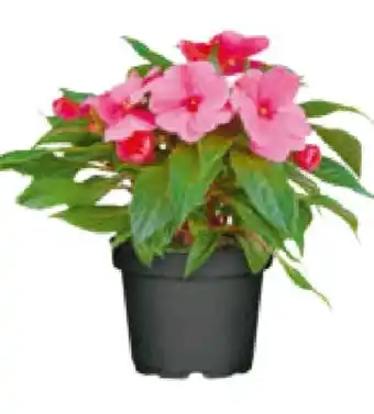 Hagebau Edellieschen-Busch Impatiens Neu-guinea Angebot