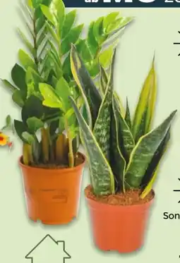 NETTO Glücksfeder Zamioculcas Angebot