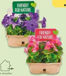 NETTO Beetpflanzen Angebot