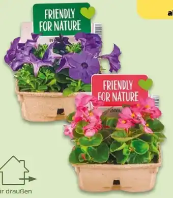 NETTO Beetpflanzen Angebot