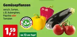 Thomas Philipps Deutsche produktion gemüsepflanzen Angebot