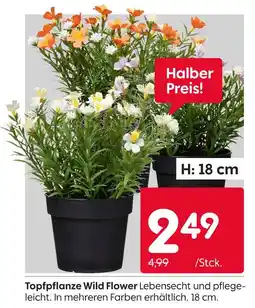 Rusta Topfpflanze wild flower Angebot