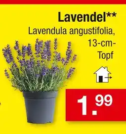 Zimmermann Lavendel Angebot