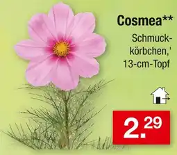 Zimmermann Cosmea Angebot