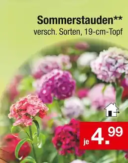 Zimmermann Sommerstauden Angebot