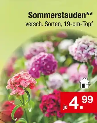 Zimmermann Sommerstauden Angebot