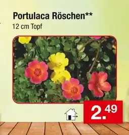Zimmermann Portulaca röschen Angebot