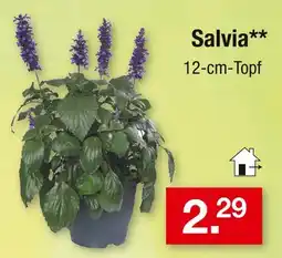 Zimmermann Salvia Angebot