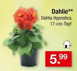 Zimmermann Dahlie Angebot