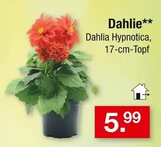 Zimmermann Dahlie Angebot