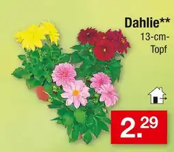 Zimmermann Dahlie Angebot