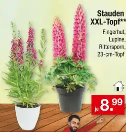 Zimmermann Stauden xxl-topf Angebot