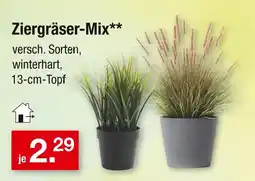 Zimmermann Ziergräser-mix Angebot
