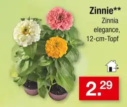 Zimmermann Zinnie Angebot