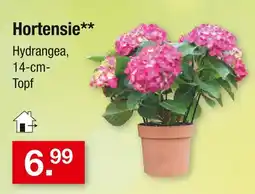 Zimmermann Hortensie Angebot