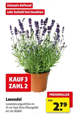 Hagebau Lavendel Angebot