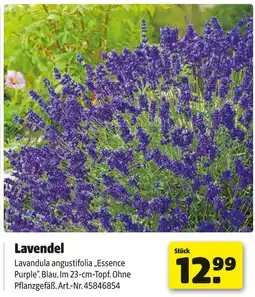 Hagebau Lavendel Angebot