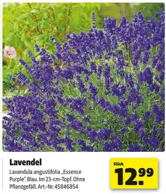 Hagebau Lavendel Angebot