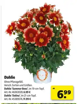 Hagebau Dahlie Angebot
