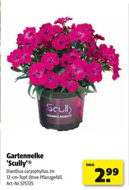 Hagebau Scully gartennelke 'scully' Angebot