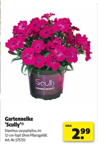 Hagebau Scully gartennelke 'scully' Angebot