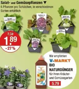 V Markt Salat- und Gemüsepflanzen Angebot