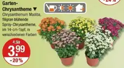 V Markt Garten Chrysantheme Angebot