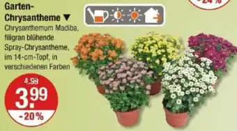 V Markt Garten Chrysantheme Angebot