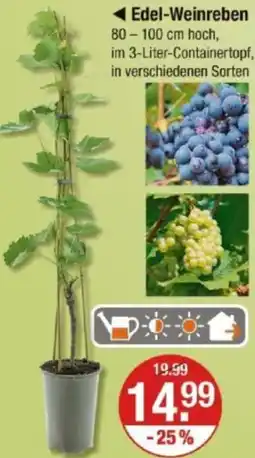 V Markt Edel-Weinreben Angebot