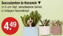 V Markt Succulenten in Keramik Angebot