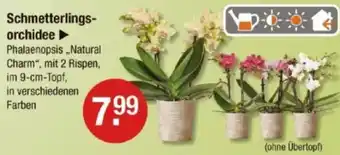 V Markt Schmetterlingsorchidee Angebot