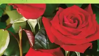 B1 Discount Baumarkt Beet- und Edelrosen Angebot