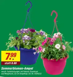 toom Baumarkt Sommerblumen-Ampel Angebot