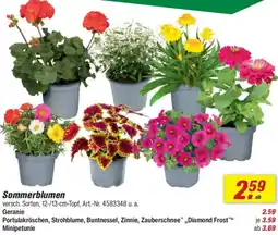toom Baumarkt Sommerblumen Angebot