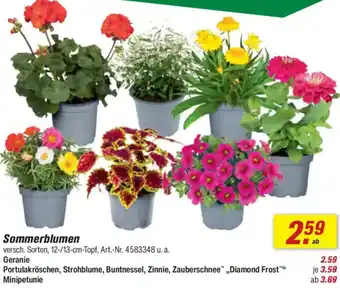 toom Baumarkt Sommerblumen Angebot