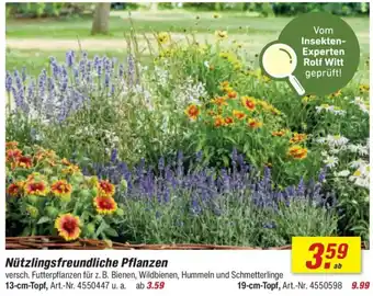 toom Baumarkt Nützlingsfreundliche Pflanzen Angebot