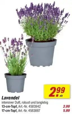 toom Baumarkt Lavendel Angebot