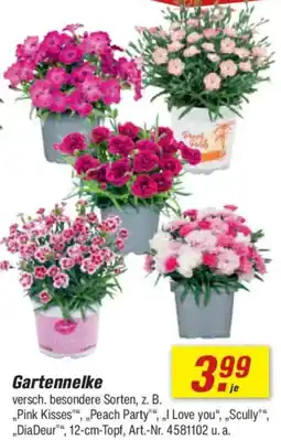 toom Baumarkt Gartennelke Angebot